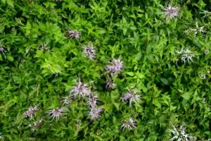 “Rahasia Daun yang Bisa Menghancurkan Batu Ginjal Terungkap!”