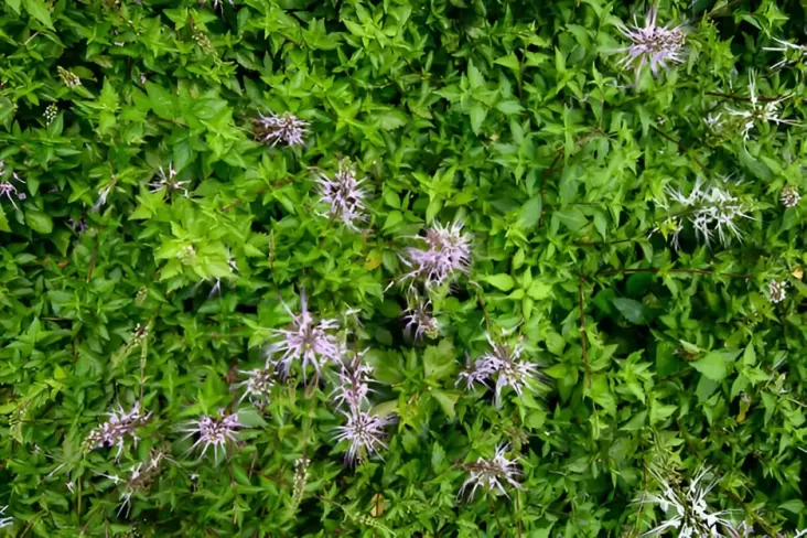 "Ini Dia Rahasia Daun yang Dapat Mengatasi Batu Ginjal, Terungkap!"