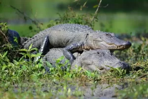 Fakta Menarik tentang Kesetiaan Buaya yang Tak Terduga