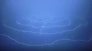 Hewan Raksasa Berukuran 45 Meter Terlihat Melintir di Tepi Pantai Australia