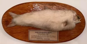 Misteri Ikan Berbulu: Akhirnya Tertangkap Setelah Nelayan Mencari Selama Puluhan Tahun