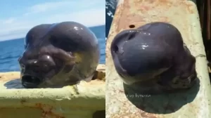 Misteri Laut Terpecahkan, Nelayan Temukan Ikan Mirip Alien di Perairan Lokal