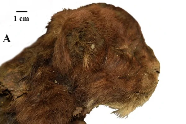 Penemuan Terbaru: Harimau Jawa Tersimpan dengan Sempurna oleh Nenek Moyangnya