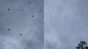 Misteri Ratusan Laba-laba Turun dari Langit, Ini Penjelasannya!