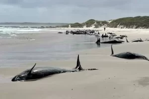 Puluhan Paus Pembunuh Terdampar di Tepi Pantai Tasmania, Warga Dilarang Mendekat