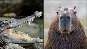 Capybara Ternyata Bisa Membuat Buaya Ketakutan, Ini Alasannya!