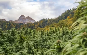 “Ini Alasan Mengapa Ganja Lebih Cocok Ditanam di Lereng Gunung Bromo”