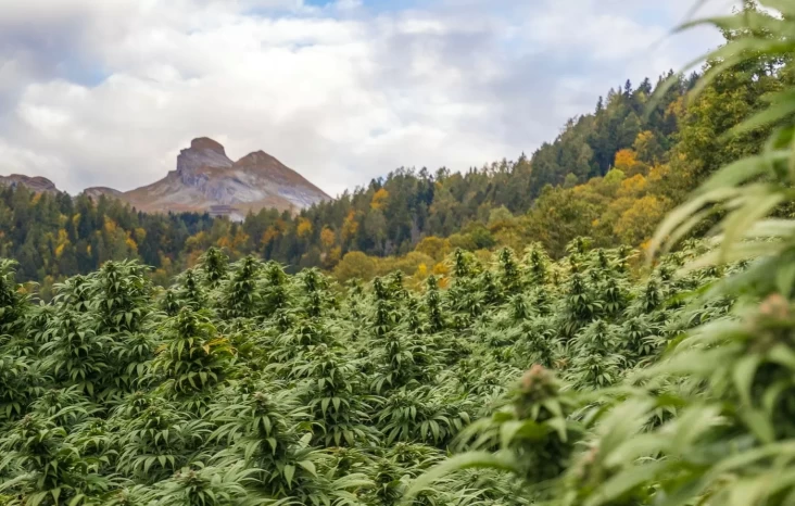"Ganja di Lereng Gunung Bromo: Mengapa Lebih Disukai?"