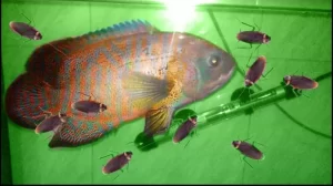 Kecoa vs Ikan: Duel Nutrisi, Siapa yang Unggul?