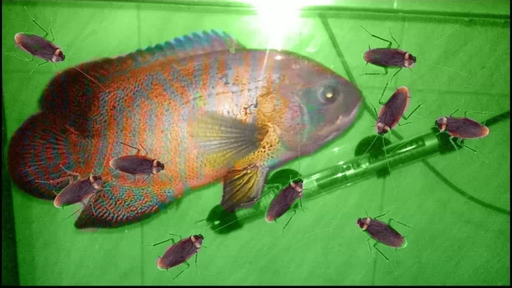 Pertarungan Kecoa dan Ikan: Siapa yang Menang dalam Persaingan Nutrisi?