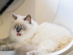 7 Tips Mengatasi Kucing Nakal, Berikan Ruang Bermain
