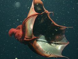 Vampire Squid: Fosil Hidup yang Mengungkap Asal Usul Cumi dan Gurita