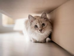 8 Hal yang Membuat Kucing Takut, Hindari Segera