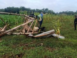Kisah Warga tentang Gajah Sumatra Tewas Tertimbun Lumpur dan Kayu di Pidie Jaya