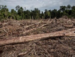 Banjir dan Longsor Mengguncang, Uni Eropa Kurangi Aturan Anti Deforestasi