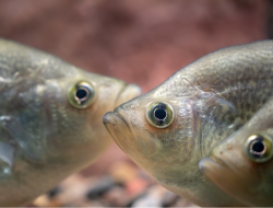 5 fakta mengejutkan ikan crappie hitam berduri