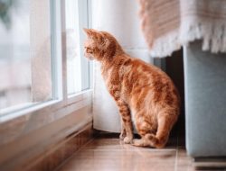 5 Jenis Kucing Oyen yang Cocok Dipelihara