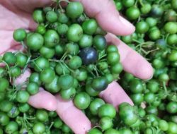 Bi Darmi dan Leunca: Superfood Lokal dalam Menu Harian