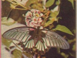 Kupu-kupu di Alas Kethu, Kehobi-an Urbanisasi yang Menarik