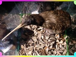 Kiwi: Simbol Nasional Serta Tantangan Rehabilitasi Ekosistem