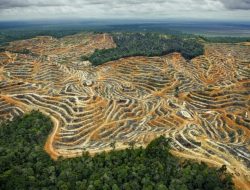 Apa Itu Deforestasi? Dampak, Penyebab, Lawan Kata, dan Peran Sawit dalam Penggundulan Hutan