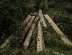 Empat Pemangkas Hutan dari 12 yang Disegel Menhut, Izin Tiga Perusahaan Dihentikan Termasuk PTPN