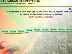 Kenaikan Harga Lada Tak Mengurangi Minat Menanam di Bangka Barat, Petani Lebih Pilih Sawit