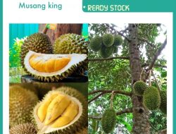 Petik Buah Musang King, Panen Melimpah dan Viral di Media Sosial
