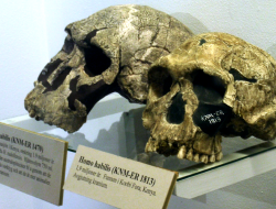 Manusia Pertama Ternyata Tak Gagah: Homo Habilis Masih Seperti Kera