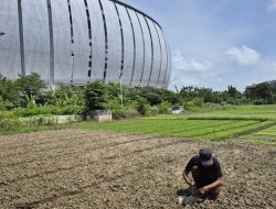 Petani Sayur di Samping JIS Berjuang Melawan Tanah Asin dan Banjir