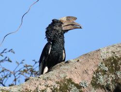5 fakta menarik burung casqued hornbill hitam putih, penyebar biji hutan Afrika