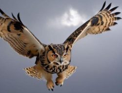 Burung Hantu Viral Ditembak, Berapa Jenis di Indonesia?