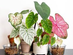 Rekomendasi Tanaman Hias Daun Kekinian 2026 untuk Rumah Lebih Segar dari Pothos hingga ZZ Plant