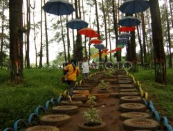 5 Fakta Mengejutkan Hutan Menari, Fenomena Hutan Pinus Unik