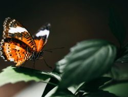 7 makna kupu-kupu besar masuk rumah malam hari, tanda buruk?