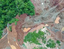 Hutan Terbuka, Laut Terluka: Sedimen Mengubur Kehidupan Laut