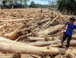 Mengungkap Dampak Pencabutan Izin pada Kinerja Keuangan Toba Pulp (INRU)