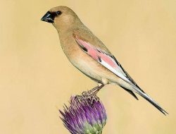 5 Fakta Menarik Burung Desert Finch, Raja Kicau Gurun Pasir