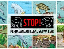 Kronologi Penyelamatan 24 Satwa Dilindungi oleh BKSD Sulut dari Perdagangan Ilegal