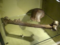 Pithecanthropus erectus: 50 Pertanyaan dan Jawaban Sejarah Kelas 10