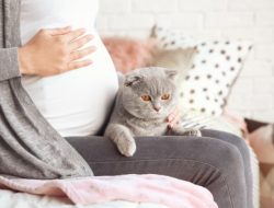 Ibu Hamil Boleh Pelihara Kucing? Ini Fakta Medis Penting tentang Toksoplasmosis