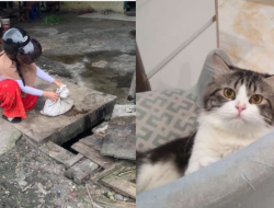 Penggemar Kucing dari Solo Awasi Kasus Kucing Dihukum di Blora