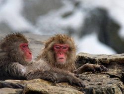7 fakta menarik monyet Jepang, ikatan ibu dan anak seumur hidup!