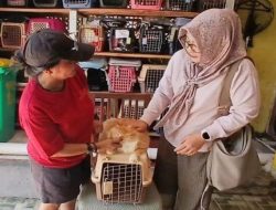 Pemilik kucing membanjiri tempat penitipan saat mudik, pemilik tambah kandang