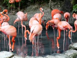 Perbandingan Flamingo Afrika dan Amerika Selatan