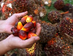 Mendag Prediksi Ekspor CPO RI Naik Meski Konflik Timur Tengah