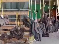 Penjelasan KSOP tentang pisang busuk karena antre 24 jam di Bakauheni