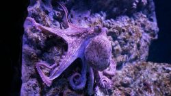 4 Hewan Kuat yang Jarang Diketahui