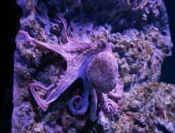 4 Hewan Kuat yang Jarang Diketahui