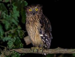 5 Fakta Menarik Buffy Fish Owl, Burung Hantu Pemangsa Ikan Hebat